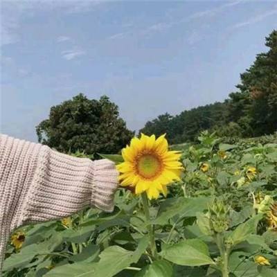 我爱做甜品手游